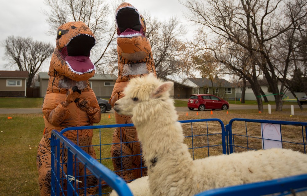 A pair of T-rex visit alpacas at the Calvary Temple Halloween Fun Stop Sunday. The event celebrated the spooky season with candy, games, a petting zoo and free barbecue.(Chelsea Kemp/The Brandon Sun)