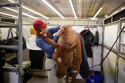 Tim Smith/The Brandon Sun
Sarah Wilson with Ovation W Equestrian puts braids in the mane of her Canadian warmblood horse, Mardi Gras, in preparation for competing in Hunter classes during the Royal Manitoba Winter Fair on Tuesday.