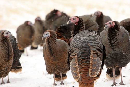 “Our estimates suggest that turkey, a traditional dish for Thanksgiving dinners in Canada, has increased in per-kilogram price by an average of 15 to 16 per cent compared to last year,” Sylvain Charlebois writes. (File)