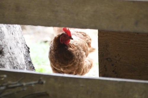 A chicken looks in the barn at Honey Brook Farm in Schuylkill Haven, Pa., on Monday, April 18, 2022. Experts say outbreaks of H5N1 represent an unprecedented threat to Canada, infecting about 200 flocks with about 3.5 million birds nationwide. THE CANADIAN PRESS/AP-Republican-Herald, Lindsey Shuey