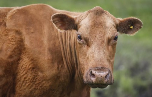 A cow grazes in a pasture on a farm near Cremona, Alta., Wednesday, June 26, 2019. After several months on the run, four cows from a herd of runaway cattle were finally captured on Saturday night in St-Sévère, Que. THE CANADIAN PRESS/Jeff McIntosh