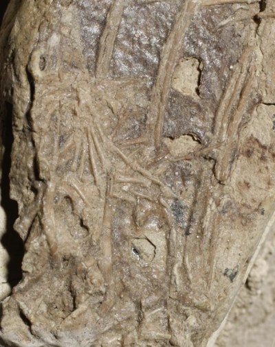 A mammal's foot is seen inside the belly of a fossil of a crow-sized, birdlike dinosaur in an undated handout photo. University of Alberta paleontologist Corwin Sullivan says the fossil is an exceedingly rare glimpse into not only how these ancient animals looked, but into how they behaved and what their environment was like. THE CANADIAN PRESS/HO-University of Alberta, Alex Dececci, *MANDATORY CREDIT*