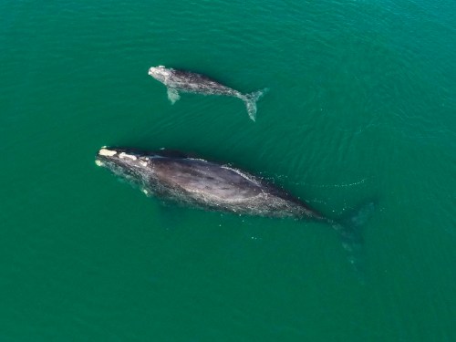 This Jan. 19, 2021 photo provided by the Georgia Department of Natural Resources shows a North Atlantic right whale mother and calf in waters near Wassaw Island, Ga. A scientist who studies the endangered North Atlantic right whales is cautiously optimistic after nine calves were spotted this season in the waters along the eastern coast.THE CANADIAN PRESS/AP-Georgia Department of Natural Resources/NOAA Permit #20556 via AP