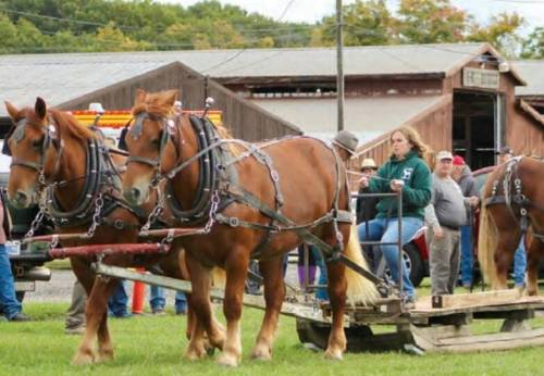 The North American Suffolk Horse Association (NASHA) held its annual gathering and annual general meeting in October at the Ashtabula Country Fairgrounds in Jefferson, Ohio. Christa McKee of Minnedosa travelled to the event, and said it was a fantastic display of horsepower, with 29 registered Suffolk horses in attendance. (Neepawa Banner and Press)