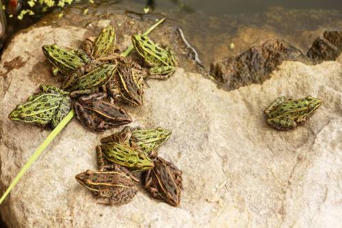 World leaders at the United Nations Convention on Biological Diversity committed in early December to protect at least 30 per cent of the world’s biodiversity and to restore 30 per cent of the degraded ecosystems by 2030. (File)