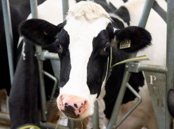 Cows on a dairy farm, in St-Henri-de-Taillon, Que., Tuesday, Sept. 25, 2018. THE CANADIAN PRESS/Jacques Boissinot