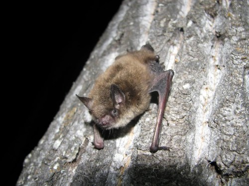 A Little Brown Bat is shown in a handout photo. A disease that has been nearly wiping out bat populations in eastern Canada and the U.S. has made its first appearance in Alberta. White Nose Syndrome, a fungus that starves bats to death by interrupting their winter hibernation, was identified in several locations in the province last year. THE CANADIAN PRESS/HO-Cory Olson, WCS Canada **MANDATORY CREDIT**